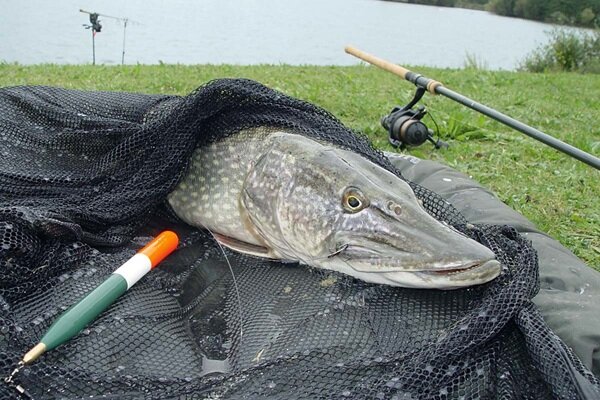 Deadbait Posen