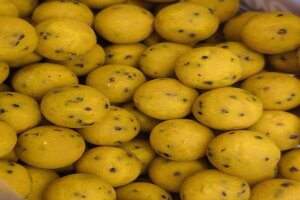 Traveller Boilies Mellow Yellow