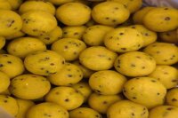 Traveller Mellow Yellow 20kg 24mm