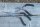 Fox Rage Pistol Pliers 30cm
