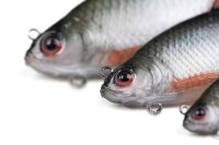 Fox Rage Ultra-Realistic Roach Replicant 10cm / 18g