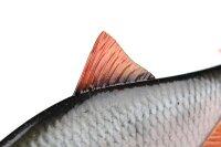 Fox Rage Ultra-Realistic Roach Replicant 10cm / 18g