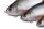 Fox Rage Ultra-Realistic Roach Replicant 10cm / 18g