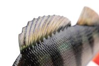 Fox Rage Ultra-Realistic Perch Replicant 10cm / 22g