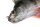 Fox Rage Ultra-Realistic Perch Replicant 10cm / 22g