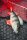 Fox Rage Ultra-Realistic Perch Replicant 10cm / 22g