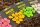 Korda Pop Up Corn Pink Fruity Squid