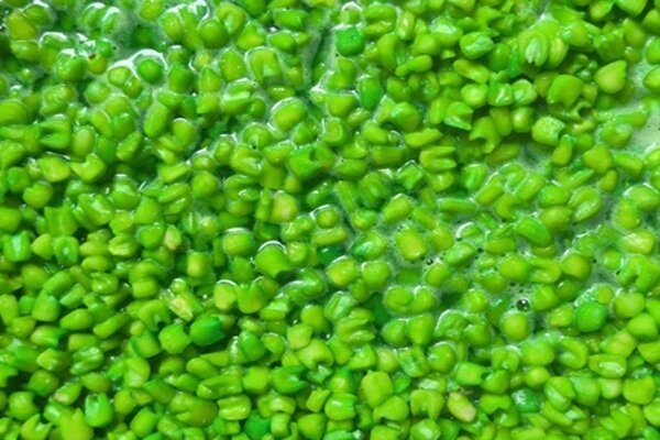 Ready to Fish Grüner Mais 2Kg