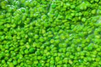Ready to Fish Grüner Mais 2Kg