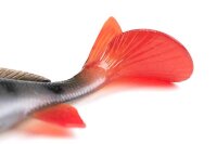 Fox Rage Ultra-Realistic Perch Replicant 14cm / 52g