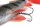 Fox Rage Ultra-Realistic Perch Replicant 14cm / 52g