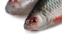 Fox Rage Ultra Realistic Replicant Roach 14cm / 40g