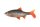 Fox Rage Ultra Realistic Replicant Roach 14cm / 40g