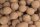 Traveller Boilies Monster Glm 2Kg