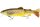 Westin Tommy The Trout Slow Sinking 15cm 45g Real Trout