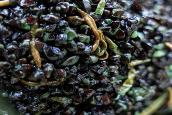 Ready to Fish Bug Mix 2kg