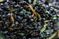 Ready to Fish Bug Mix 2kg
